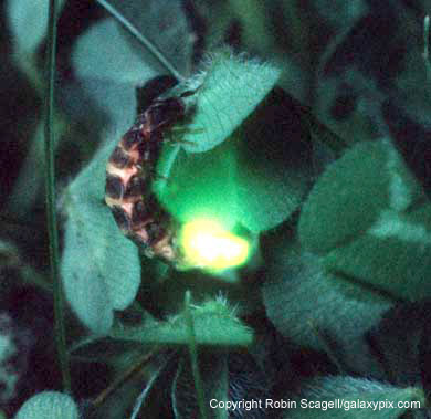 Glow worm picture